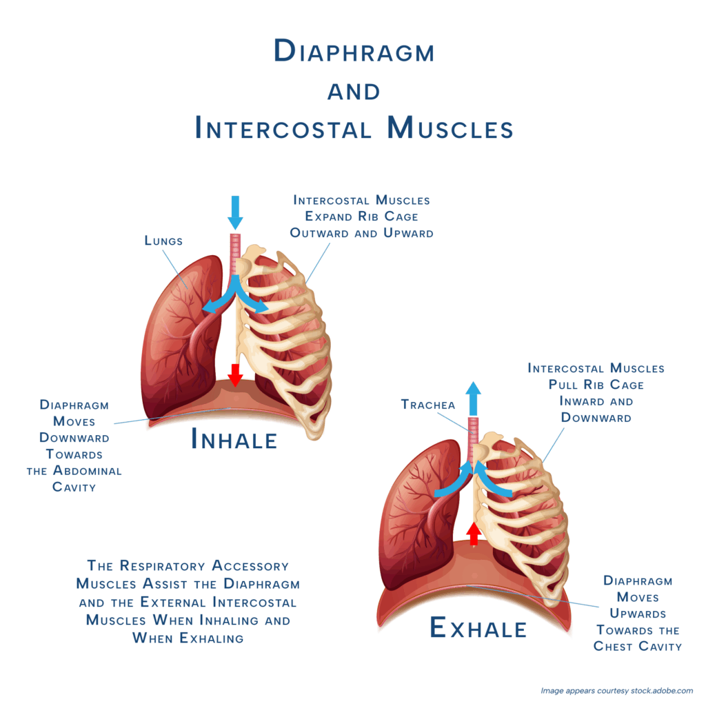 Illustration of the diaphragm and intercostal muscles during inhalation and exhalation, showing how the diaphragm moves downward to expand the chest cavity when breathing in and upward when breathing out, and how the intercostal muscles lift or contract the rib cage to support normal breathing mechanics.