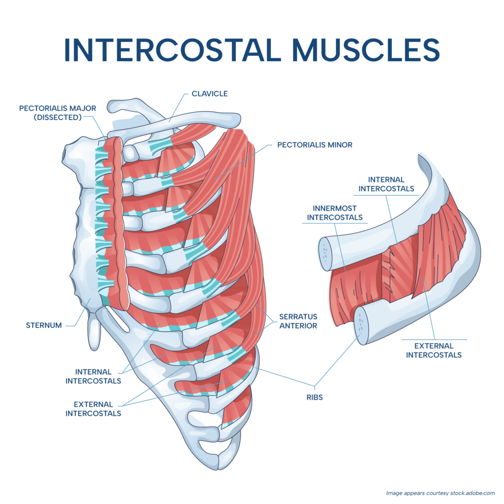 Illustration of the intercostal muscles between the ribs, showing the external, internal, and innermost intercostals and their role in expanding and contracting the rib cage during breathing.