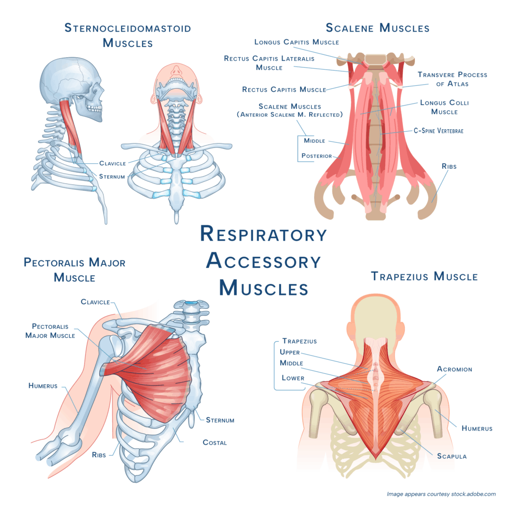 Diagram of the respiratory accessory muscles used during breathing, highlighting the sternocleidomastoid, scalene, trapezius, and pectoralis major muscles and their anatomical positions in supporting rib cage expansion and chest movement.