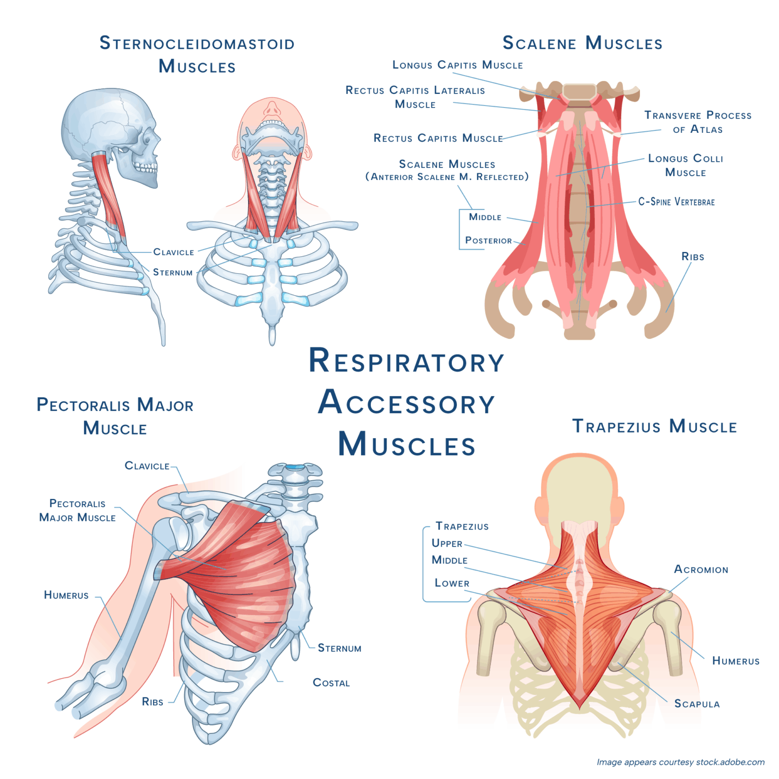CMT and the Breathing Muscles - Charcot-Marie-Tooth Disease | Experts ...